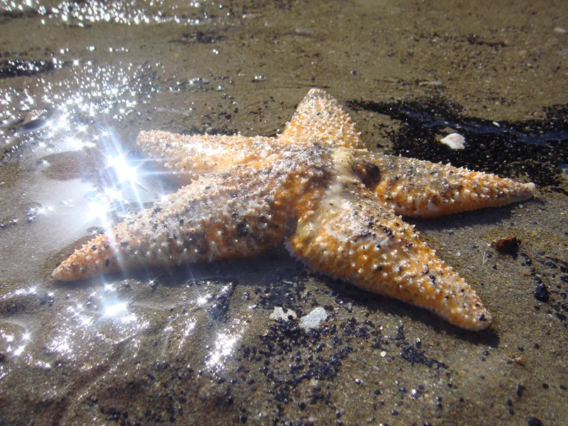 Starfish in the sand catching the light reflected on the sea
