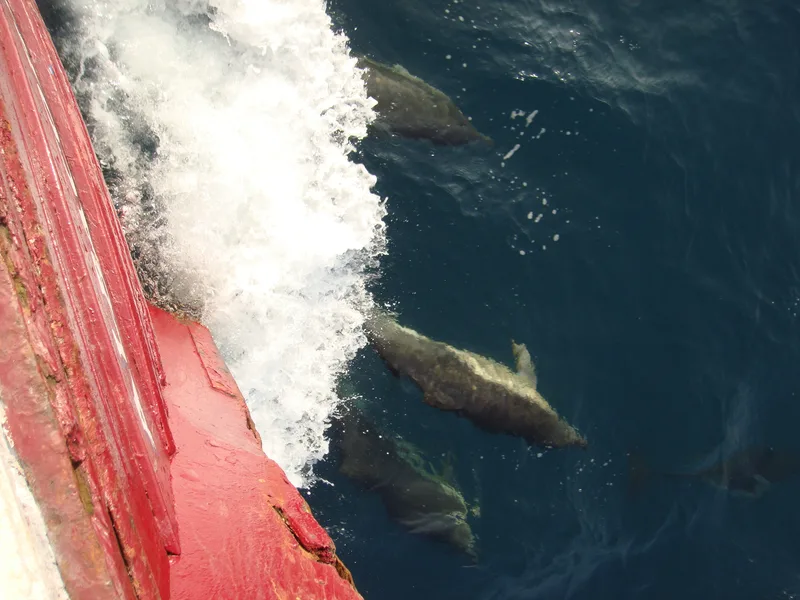 Dolphins riding the bow wave of a red wooden fishing trawler
